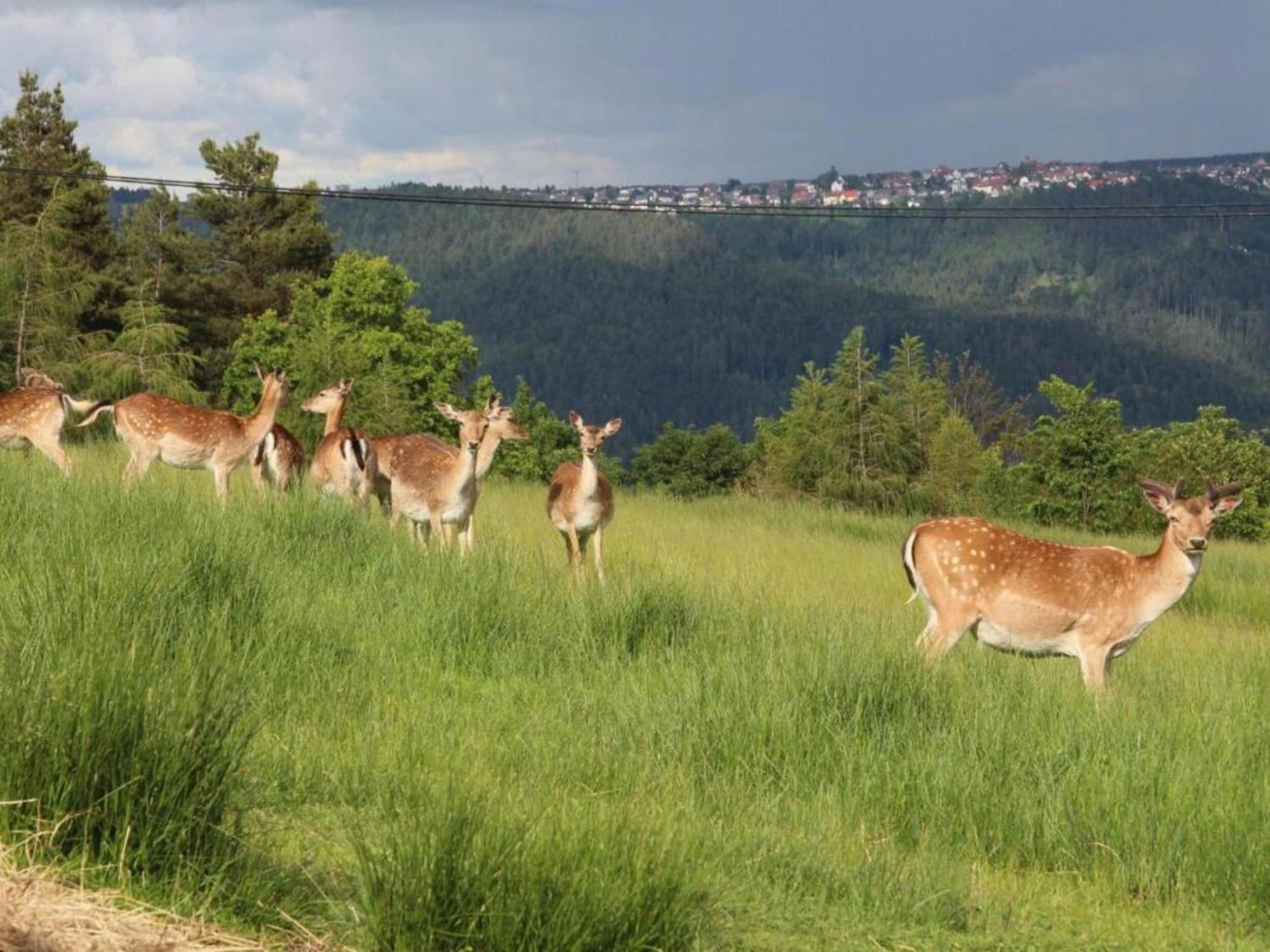 Lovely Apartment In The Black Forest Villingen-Schwenningen Luaran gambar